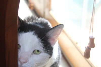 Close-up portrait of a cat