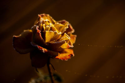 Yellow rose covered with morning frost on dark background