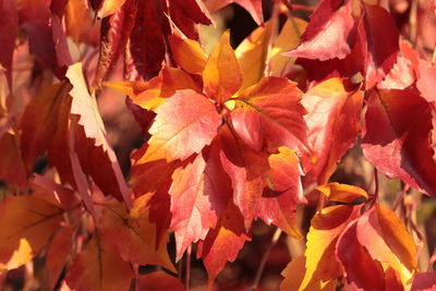 Close-up of autumnal leaves