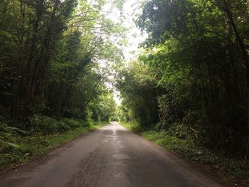 Road amidst trees in forest