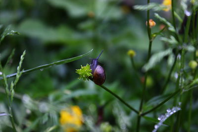 Close-up of plant against blurred background