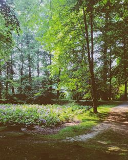 Trees in park