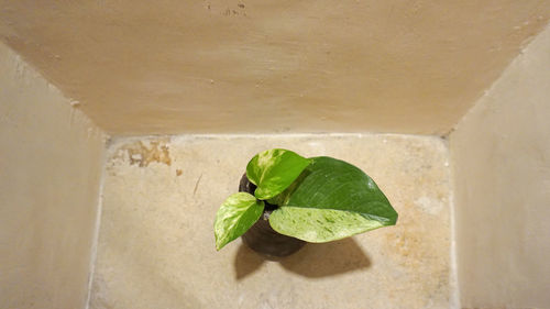 High angle view of plant leaves on wall