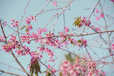 Low angle view of pink flowering tree