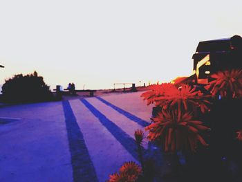 Flowers blooming against clear sky