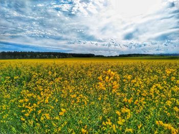 Scenic view of oilseed rape field against sky