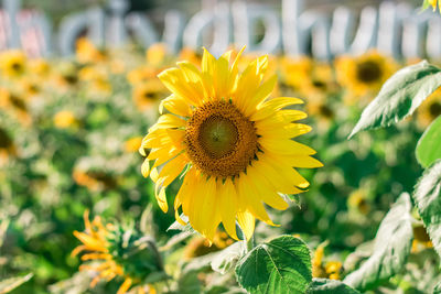 Close-up of sunflower