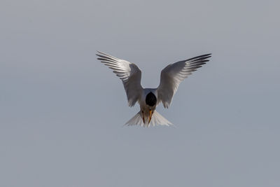 Low angle view of a bird flying