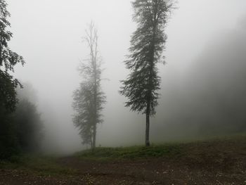 Trees in forest against sky