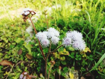 Close-up of purple flowers blooming in field