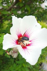 Close-up of bee pollinating on flower