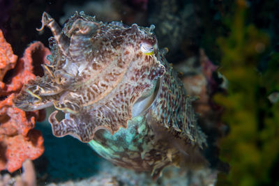 Close-up of fish swimming in sea
