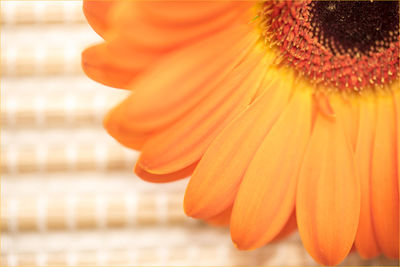 Close-up of yellow flower