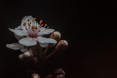 Close-up of flowering plant against black background