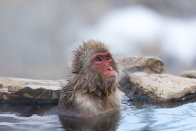 Japanese snow monkey in hot spring