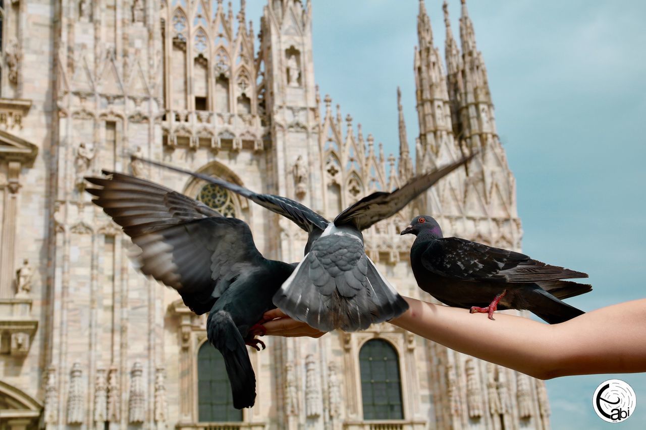 LOW ANGLE VIEW OF PIGEONS PERCHING