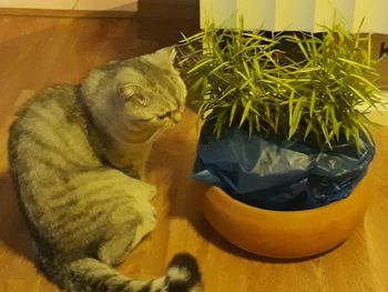 Close-up of dog relaxing