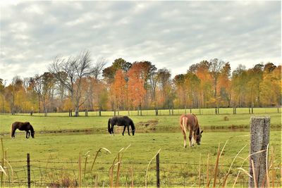 Horses grazing in a field