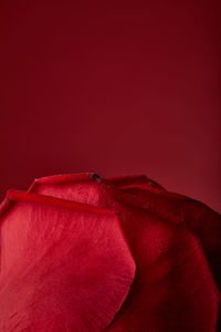 Close-up of red rose