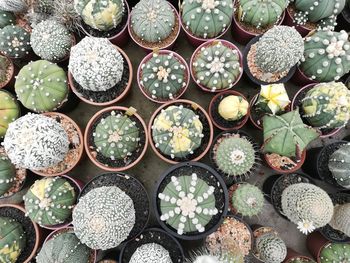 Full frame shot of succulent plants