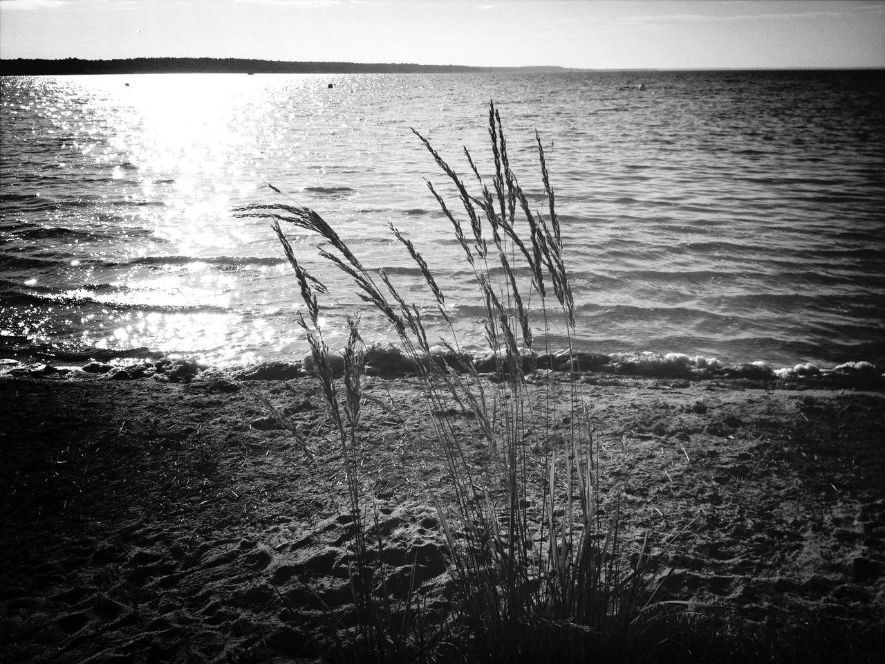 water, sea, tranquility, tranquil scene, nature, plant, horizon over water, scenics, beauty in nature, grass, lake, reflection, sky, growth, idyllic, rippled, day, no people, shore, outdoors