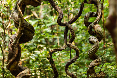 Close-up of barbed wire on tree