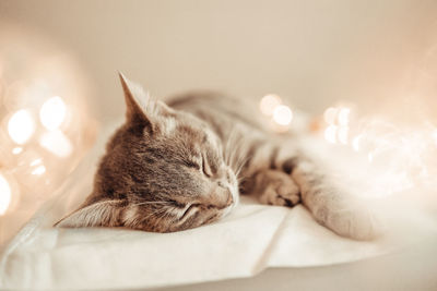 Close-up of cat sleeping