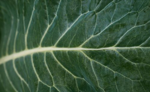 Full frame shot of fresh green leaf