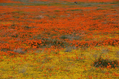 Scenic view of orange flower field