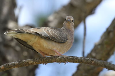 Close-up of bird perching on branch