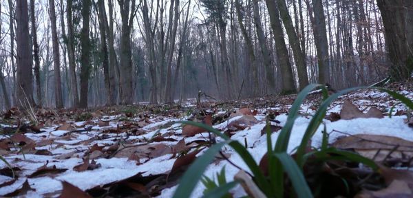 Trees growing in forest