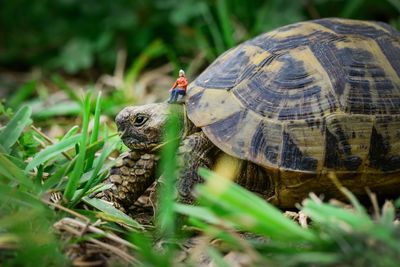 Close-up of a turtle on ground