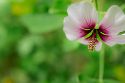 Close-up of pink flower