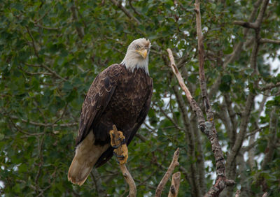 Low angle view of bald eagle perching on branch