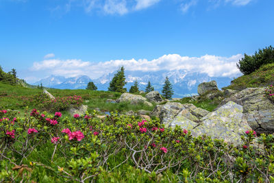 Scenic view of flowering plants against sky