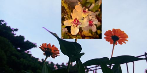 Close-up of flowering plant against sky