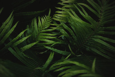 High angle view of fern growing on tree