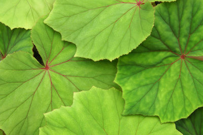 Full frame shot of green leaves