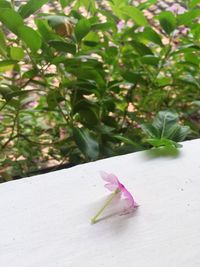 Close-up of plant