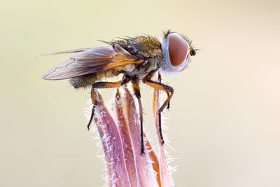 Close-up of fly on flower against white background