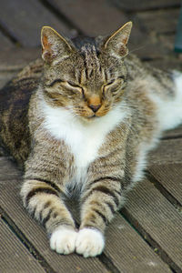 Close-up of cat sitting outdoors