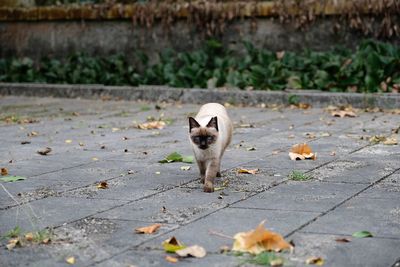 View of siamese cat