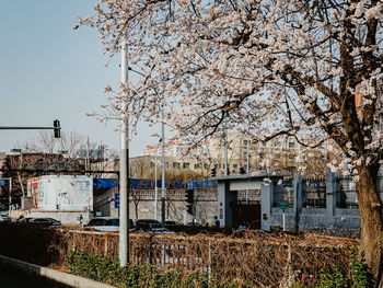 Cherry tree by building against sky