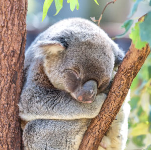 Close-up of animal sleeping on tree trunk