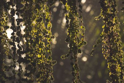 Close-up of plants growing in water