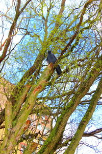 Low angle view of bird perching on tree against sky