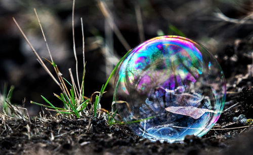 Close-up of bubbles on field