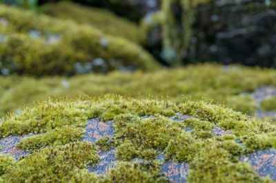 Close-up of moss growing on field