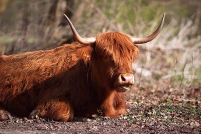 Close-up of highland cattle sitting on field