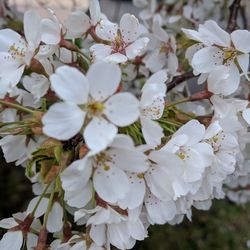 Close-up of white cherry blossoms